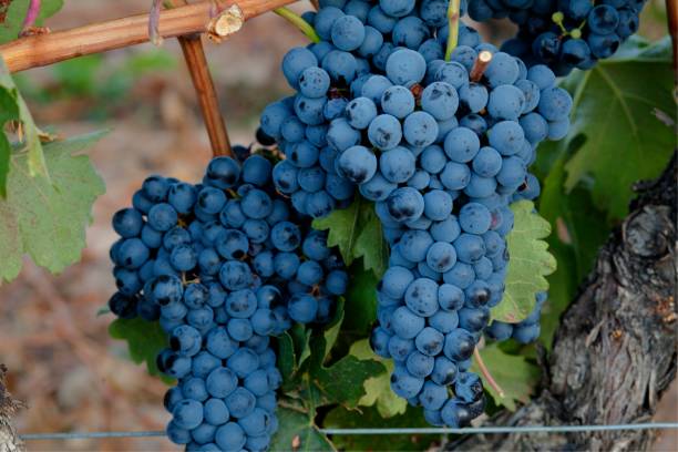 Tempranillo grapes from Ribera del Duero stock photo