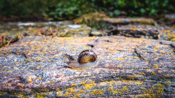 caracol que rasteja em uma textura da rocha dura na natureza; caracol listrado marrom que anda nas rochas no dia chuvoso, brittany (bretagne), france - snail environmental conservation garden snail mollusk - fotografias e filmes do acervo