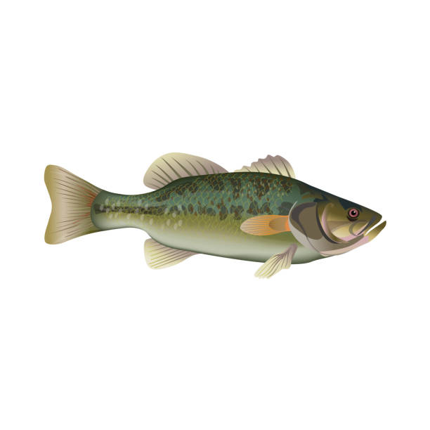 330+ Bass Fishing Wallpaper Illustrations, Royalty-Free Vector Graphics &  Clip Art - iStock