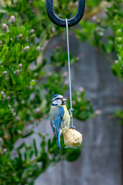 istock Urban wildlife with a bluetit (cyanistes caeruleus) perched on a garden feeder 1186964239