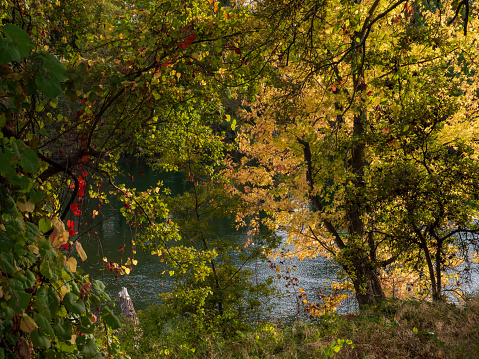 Riparian Oak Forest Autumn Fall Color American River Parkway