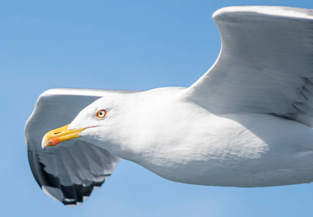istock Birds of Albatross 1186965611