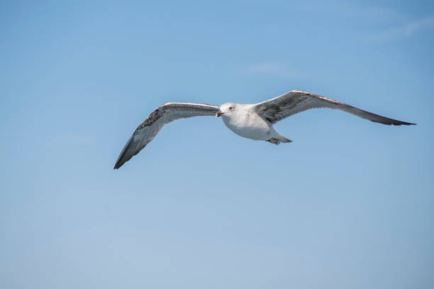 istock Birds of Albatross 1186965807