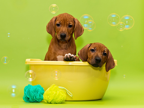 Two cute rhodesian ridgeback puppies bathing in yellow basin on green background surrounded with washcloth and soap bubbles