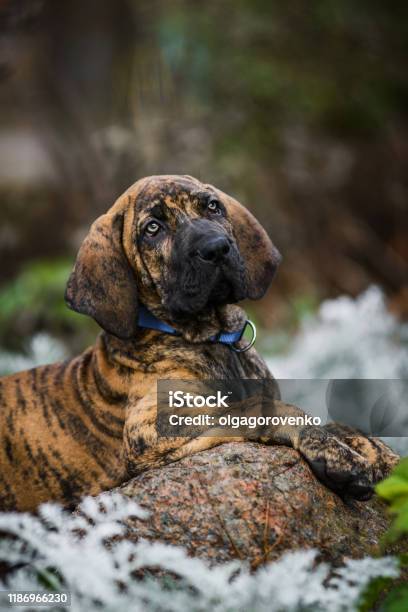 Adorable Fila Brasileiro Brindle Color Puppy Portrait Stock Photo -  Download Image Now - iStock