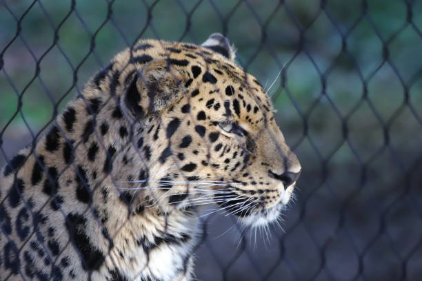 istock Leopard behind a fence at the zoo 1186966319