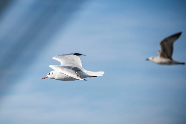 istock Birds of Albatross 1186967126