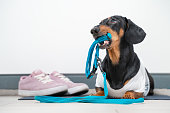 Cute black and tan dachshund hold blue leash in teeth, pink and white sneakers stands near.