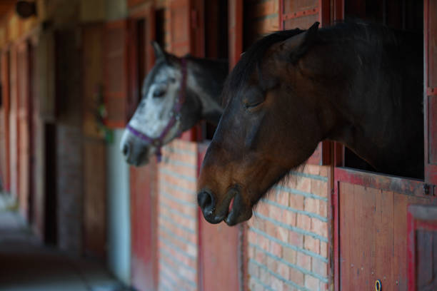 istock Horse in a stall 1186967144