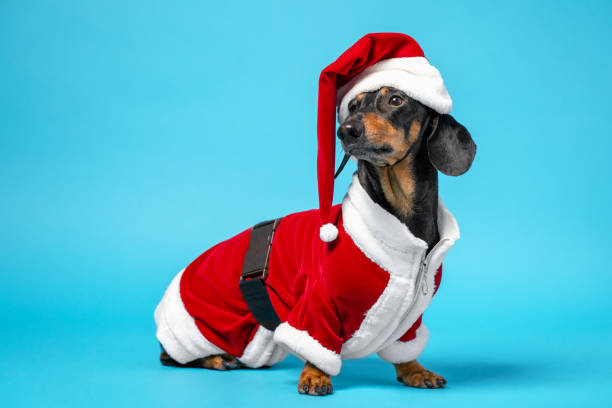 süße kleine schwarz und tan dackel trägt lustige weihnachtsmann kostüm sitzt auf blauem hintergrund. kopierraum - christmas dachshund dog pets stock-fotos und bilder