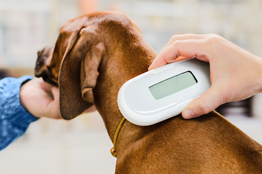 Implante de chip de comprobación de veterinario en perro cachorro, dispositivo de cerca photo