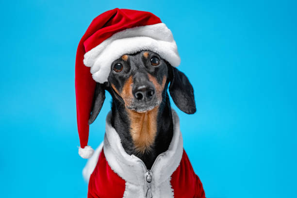 portrait cute little black and tan dachshund wearing funny Santa Claus costume on blue background stock photo