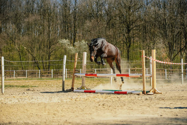 istock Lift Off horses free jump 1186967531