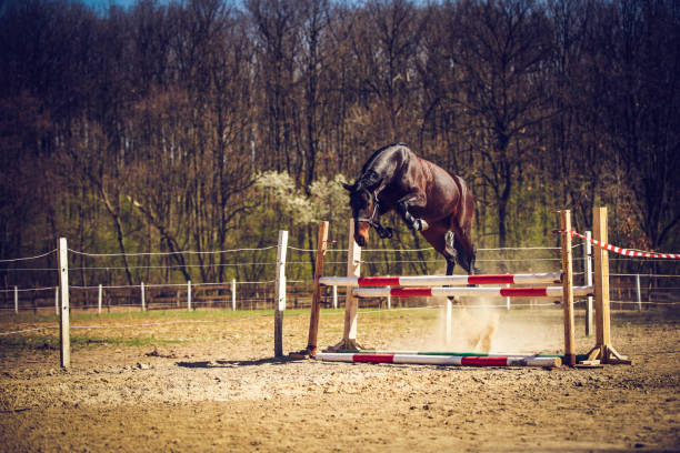 istock Lift Off horses free jump 1186967605