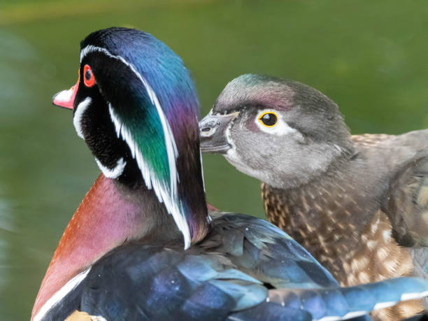 Wood Ducks Enjoying the Pond