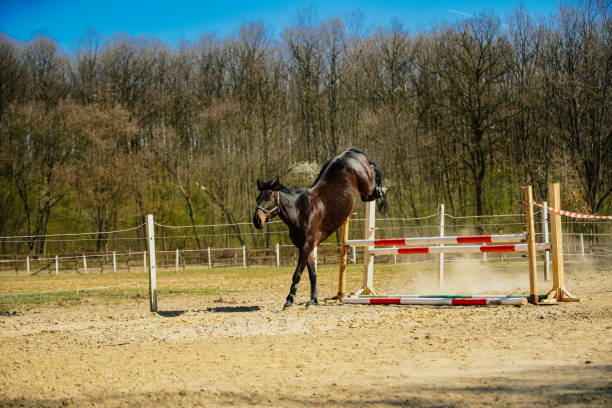 istock Lift Off horses free jump 1186967785