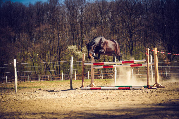 istock Lift Off horses free jump 1186967872