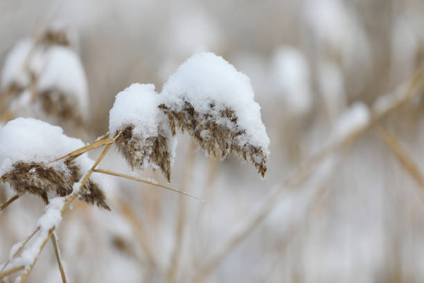 istock Heavy snow in Toronto suburbs 1186969450