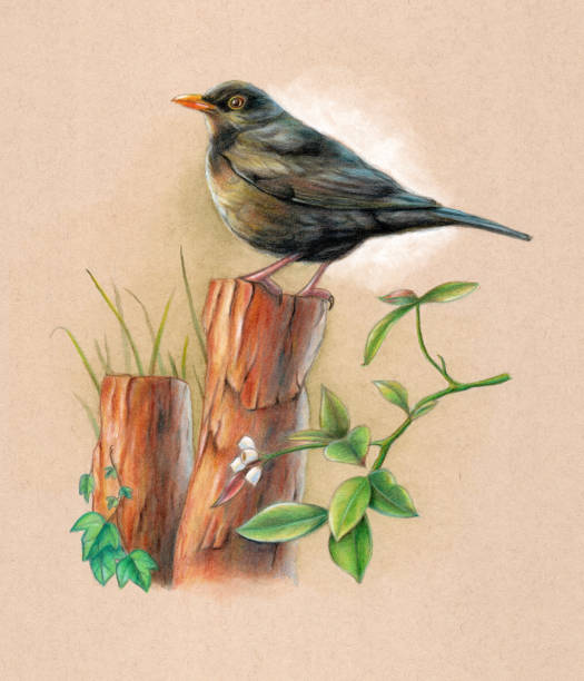 Blackbird on a wood pole Male blackbird perched on a wood pole with some background vegetation. Mixed media illustration on toned paper. common blackbird turdus merula stock illustrations
