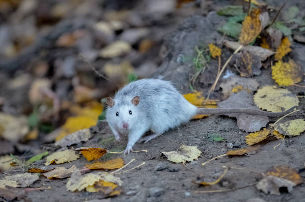 silver gray wild rat in natural habitat in autumn forest