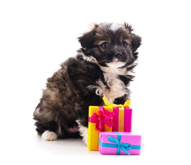 istock Puppy with gifts. 1186970632