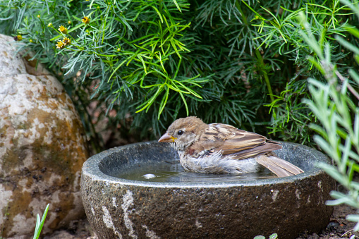 a sparrow bathing in a stony bird bath4
