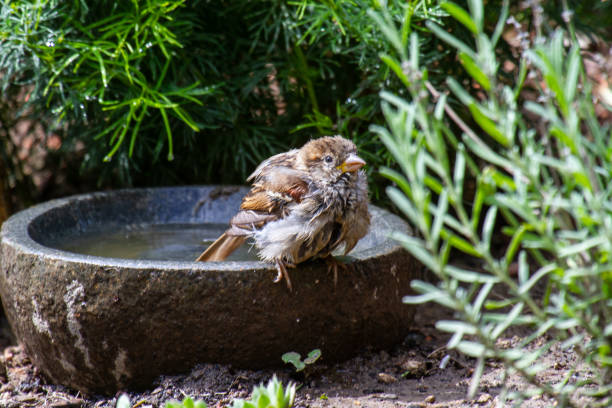 istock a sparrow bathing in a stony bird bath 1186971437