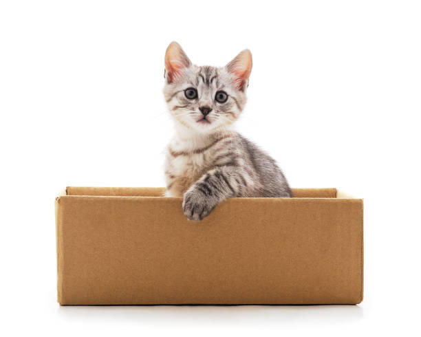 istock Little cat in the box. 1186971538