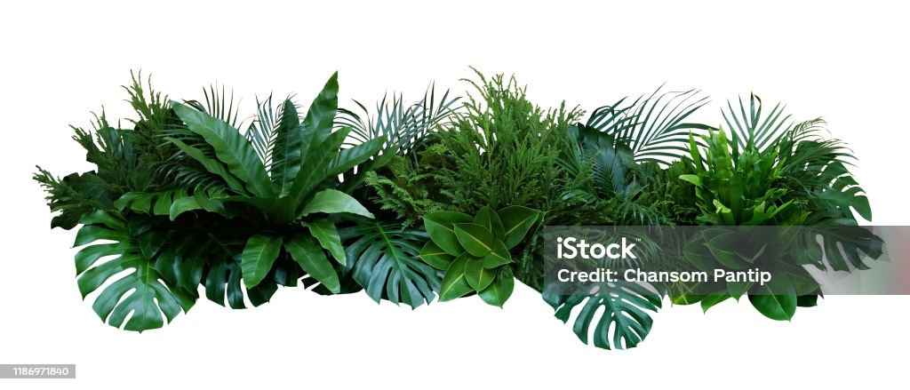 Green leaves of tropical plants bush (Monstera, palm, fern, rubber plant, pine, birds nest fern) floral arrangement indoors garden nature backdrop isolated on white background, clipping path included. Plant Stock Photo