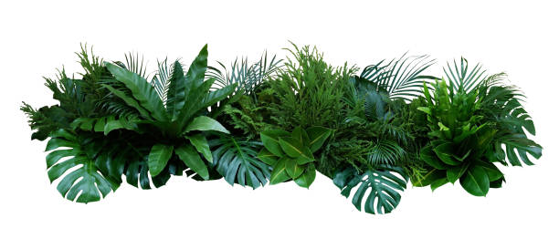 Green leaves of tropical plants bush (Monstera, palm, fern, rubber plant, pine, birds nest fern) floral arrangement indoors garden nature backdrop isolated on white background, clipping path included. Green leaves of tropical plants bush (Monstera, palm, fern, rubber plant, pine, birds nest fern) floral arrangement indoors garden nature backdrop isolated on white background, clipping path included. isolated on dark stock pictures, royalty-free photos & images