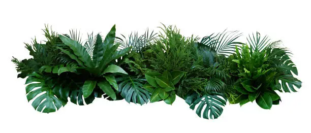 Photo of Green leaves of tropical plants bush (Monstera, palm, fern, rubber plant, pine, birds nest fern) floral arrangement indoors garden nature backdrop isolated on white background, clipping path included.