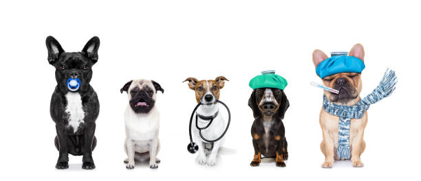 medical doctor sick ill dogs row or group of dogs as a medical veterinary doctor or sick and ill with flu and stethoscope ,isolated on white background first aid for pets stock pictures, royalty-free photos & images