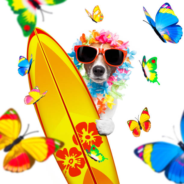 istock summer paradise vacation surfer dog 1186973271