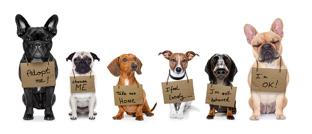 fila de perros sin hogar para adoptar photo