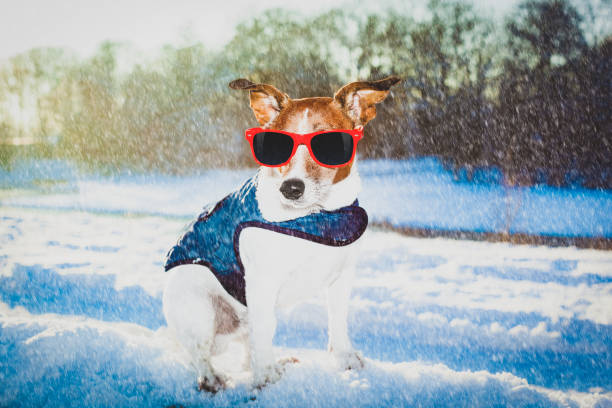 istock freezing icy dog in snow 1186973664