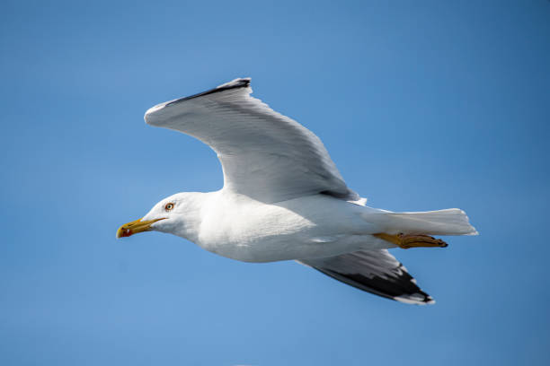 istock Birds of Albatross 1186973677