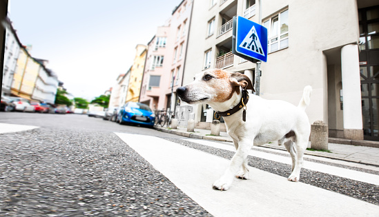 jack russell terreir dog waiting for owner to cross the street over crossing walk with leash,