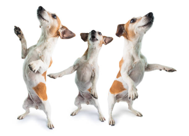 3 dogs dancing Dancing 3 dogs collage surprised dog is standing on its hind paws. Funny pet theme. White background. Party hard dog group of animals three animals happiness stock pictures, royalty-free photos & images