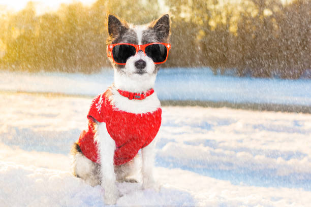 istock freezing icy dog in snow 1186974746