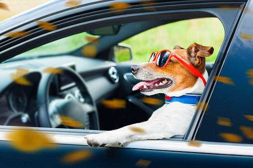 dog leaning out the car window with funny sunglasses in  windy autumn fall with leaves flying around