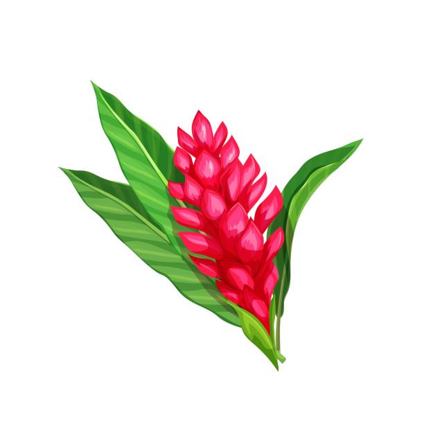 illustrazioni stock, clip art, cartoni animati e icone di tendenza di fiore di zenzero, fiore tropicale - ginger tropical flower flower plant