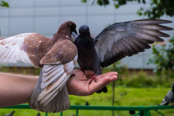 istock Two doves sit on a mans hand on a summer day 1186975219