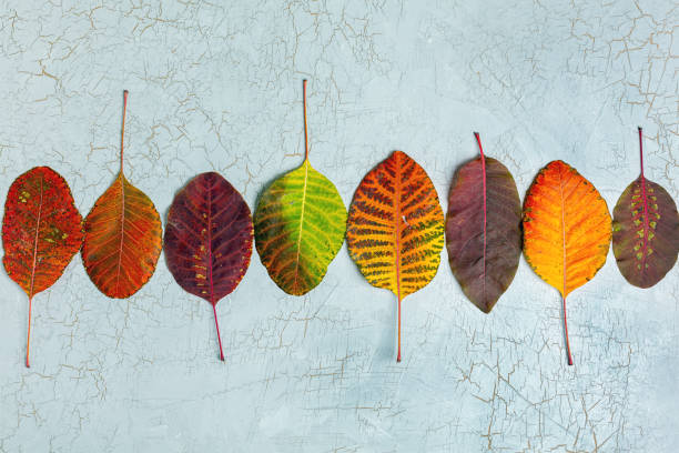 istock Colorful leaves in a row on a grey background. 1186975599