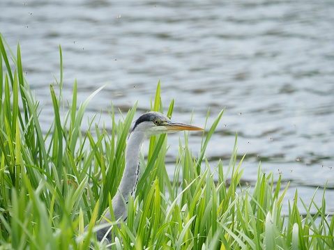 Grey Heron fishing in reeds