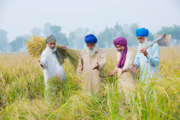 mehrgenerationenfamilie in der landwirtschaft filed - stockfotos - indian culture family senior adult asian ethnicity stock-fotos und bilder