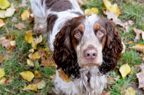istock Cute dog portrait 1186978321