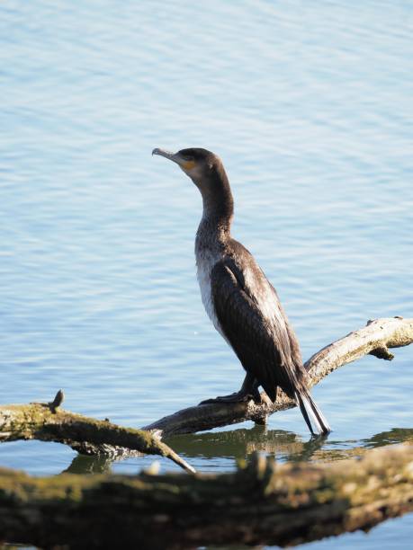 Cormorant on a branch at the waters edge