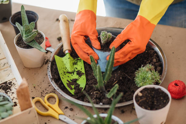 istock Female botany expert planting a cactus in a cup 1186979627