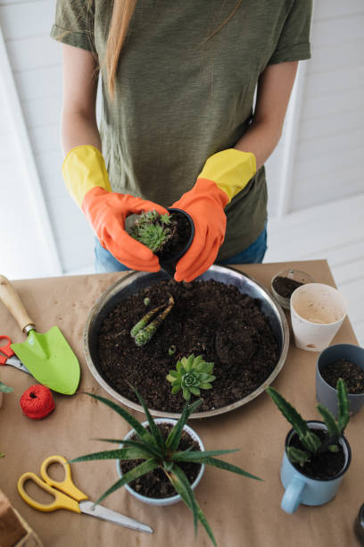 istock Woman inserting a small succulent plant in a pot 1186979637