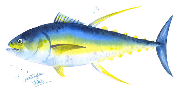 ilustracja akskoloru z tuńczyka żółtopłetwego - yellowfin tuna obrazy stock illustrations